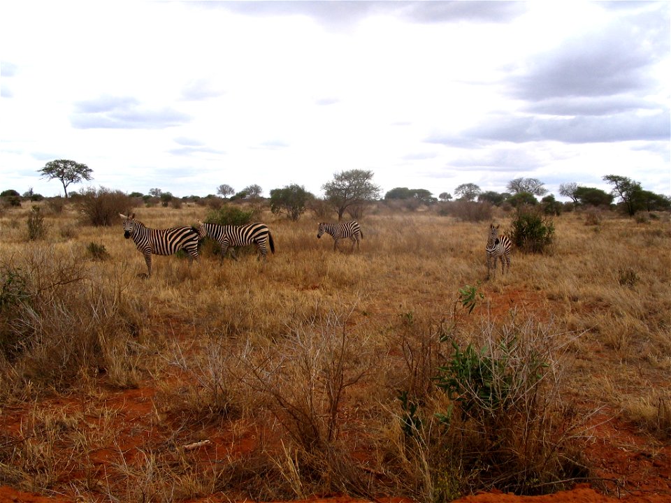Equus quagga boehmi (Grant's Zebra) group in Tsavo East National Park, Kenya.