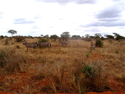 Equus quagga boehmi (Grant's Zebra) group in Tsavo East National Park, Kenya.