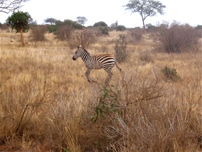 Equus quagga boehmi (Grant's Zebra) individual in Tsavo East National Park, Kenya. photo