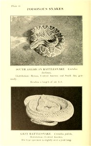 Reptiles of the world : tortoises and turtles, crocodilians, lizards and snakes of the eastern and western hemispheres / by Raymond L. Ditmars.