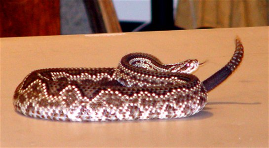 Tropical rattlesnake from Uniformed Services University of the Health Sciences www.usuhs.mil/uao/ Tropical_Rattle_Snake.JPG
Note: the file is no longer on the site as of November 1, 2010, but it is ar