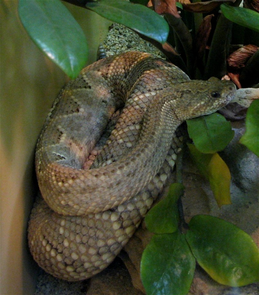 Aruba Island Rattlesnake (Crotalus unicolor)