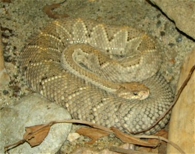 Aruba Island Rattle Snake - Crotalus unicolor