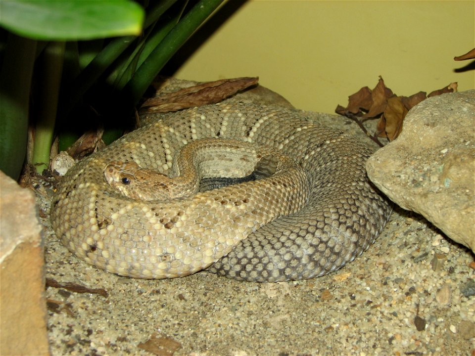 Crotalus unicolor - Aruba Island Rattlesnake