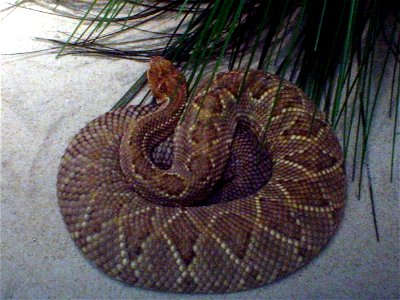 Aruba Island Rattlesnake (Crotalus (durissus) unicolor) at the Columbus Zoo and Aquarium.