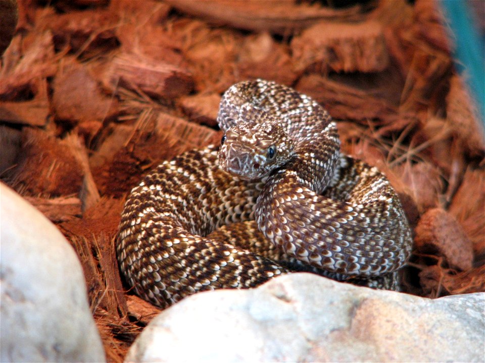 Crotalus vegrandis, a young female
