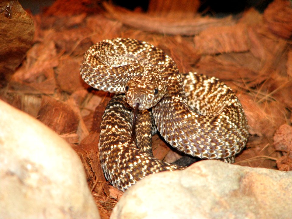 Crotalus vegrandis, a young female