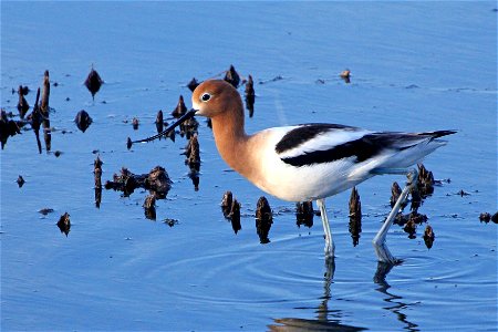 The american avocet is a large shorebird with a long, upturned bill.  It prefers to nest on dry, rocky ground.  When searching for food, it walks through shallow water and sweeps its bill back and for