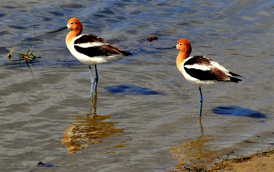 Photo: Tom Koerner/USFWS