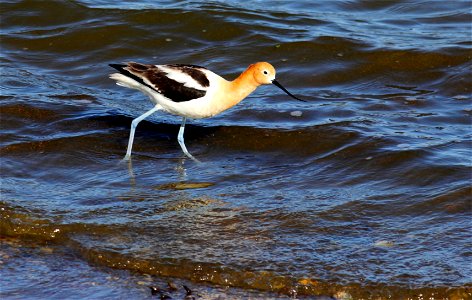 American avocets forage shallow water for insects by probing or sweeping their bill side to side. This large-sized shorebird is easily identified and commonly seen in North Dakota during the spring, s photo