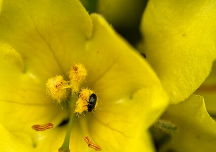 Nature plant flowers