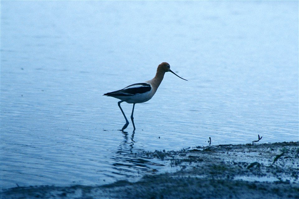 American Avocet, Recurvirostra americana