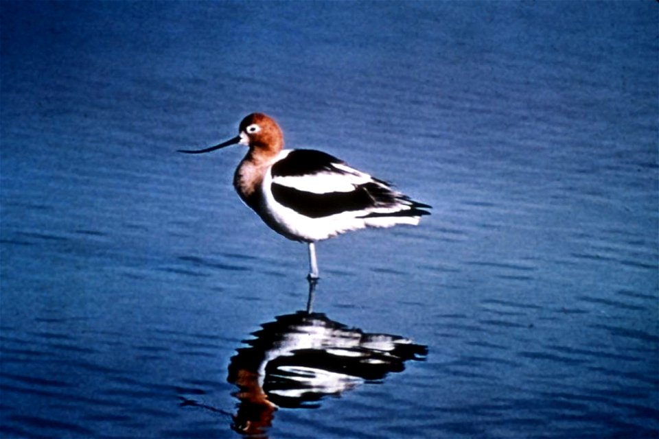 American Avocet, Recurvirostra americana, Alaska