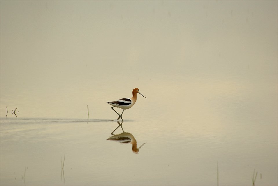 Sacramento National Wildlife Refuge, CA Photo: Mike Simpson, Creative Commons photo