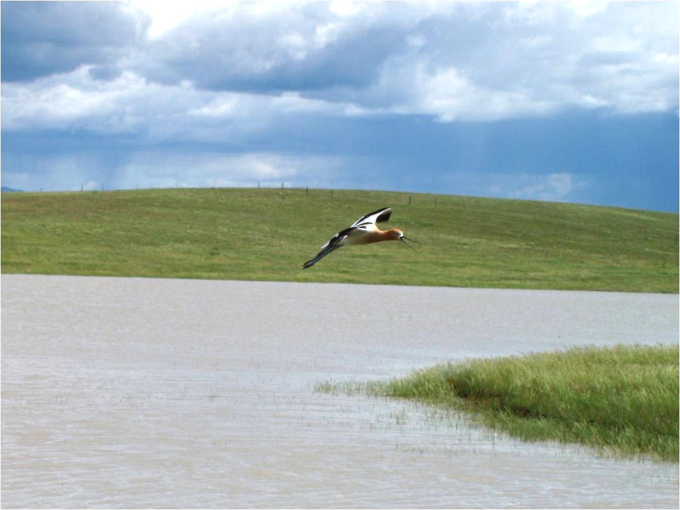 An American Avocet at a WRP on Fort Belknap Reservation.