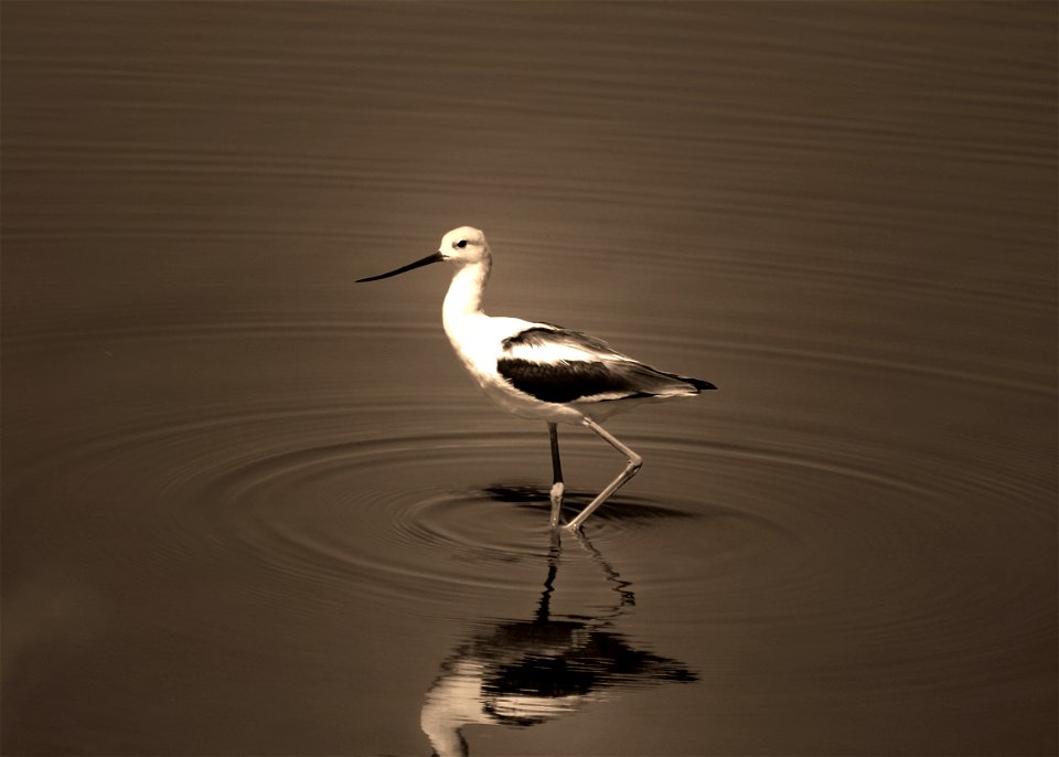 Category: Creative Nature

Photo Credit: E. Owen