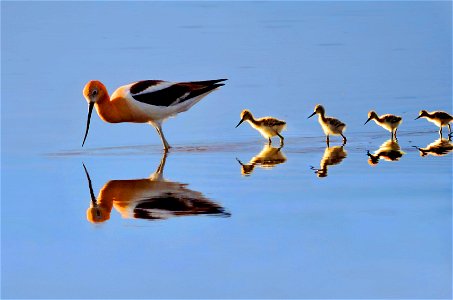 NPS/Patrick Myers
Even in a dry year, shorebirds persevere in small oases of life in and near Great Sand Dunes National Park and Preserve. American Avocets arrive in early April, often when the weathe