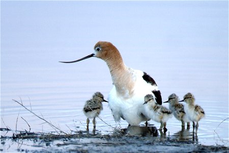 An adult American Avocet with four chicks at Malheur National Wildlife Refuge, Oregon, USA.