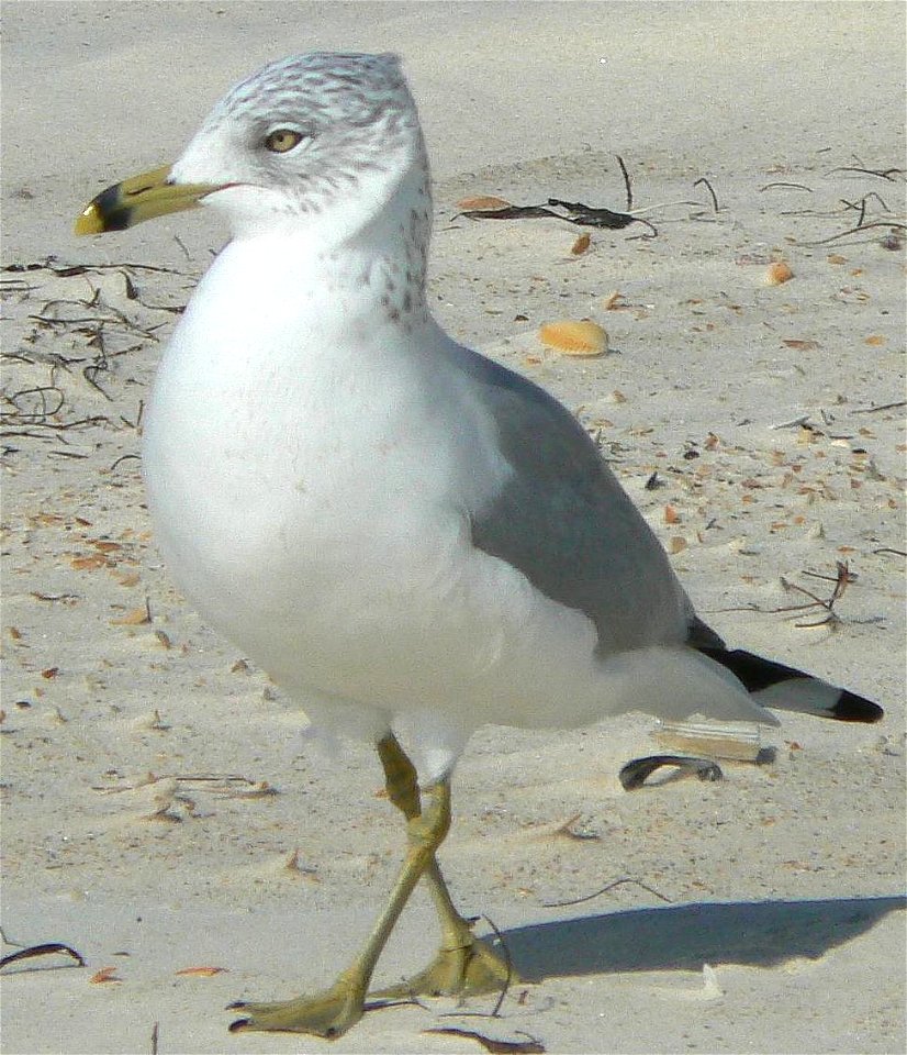 Marching Ring-billed Gull (Larus delawarensis) at St. George Island State Park, Florida.