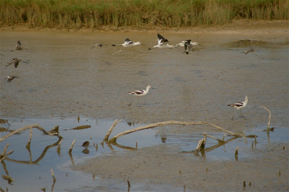 Bitter Lakes National Wildlife Refuge near Roswell, NM. photo