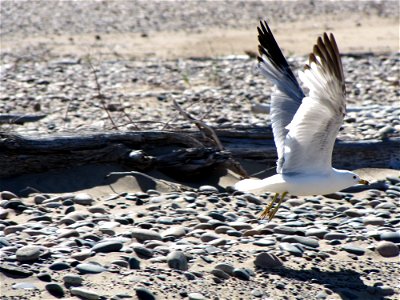 Ring-billed Gull at Whitefish Point Unit of Seney National Wildlife Refuge. Photo by USFWS.