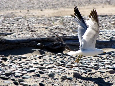 Ring-billed Gull at Whitefish Point Unit of Seney National Wildlife Refuge. Photo by USFWS. photo