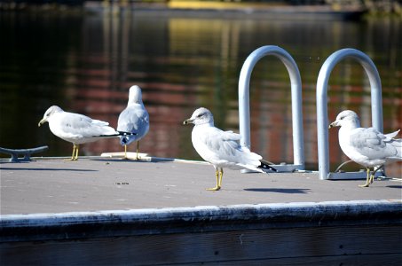 Ring-billed Gulls relaxing on a dock in the Port of Dubuque, Iowa. Photo by Mara Koenig/USWFS. photo