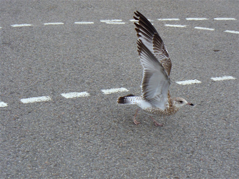 I am the originator of this photo. I hold the copyright. I release it to the public domain. This photo depicts a juvenile Ring-billed Gull. It was seen in Ontario, Canada.