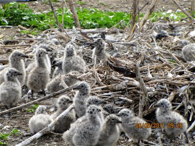 Ring-billed Gull chicks at Chase Lake NWR.