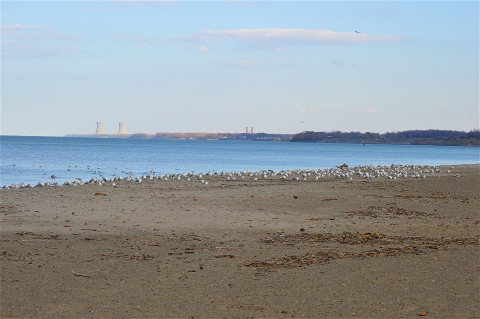 A flock of Ring-billed Gulls sits on the Lake Erie beach at the lakefront park in Fairport Harbor, Ohio, United States.