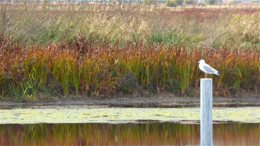 The Wood River Wetland in southern Oregon is popular all year for birders. 
Birds captured in this photo set from Oct. 1, 2015: spoonbills; great egret; ring-billed gull; double-crested cormorant; Ame