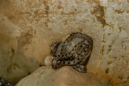 A snake in Turkey.
