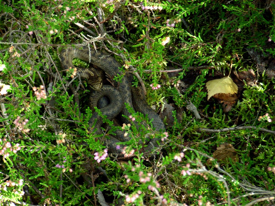 Ein Weibchen der Glatt- oder Schlingnatter (Coronella austriaca) im Heidekraut (Calluna vulgaris) an der oberen Kante eines Steinbruchs im Herbst 2007