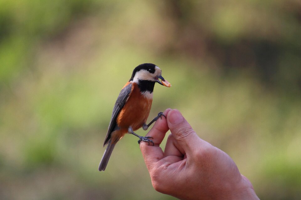 Nature birds landscape