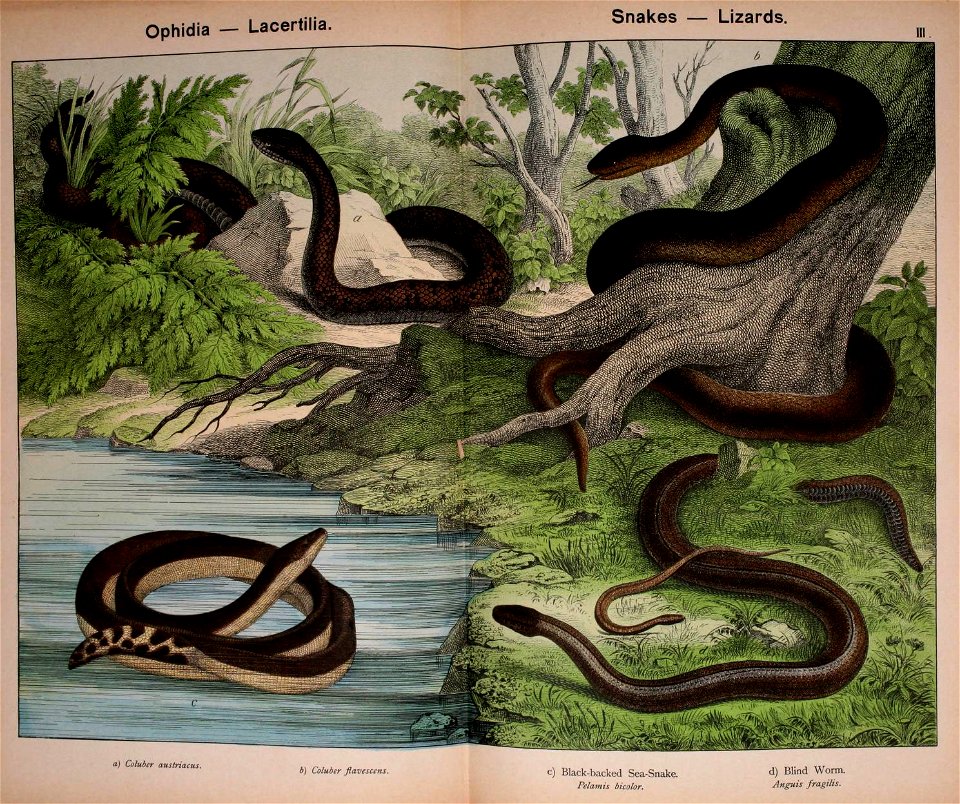 Ophidia — Lacertilia 
Snakes — Lizards. 
a) Coluber austriacus. 
b) Coluber flavescens. 
c) Black-backed Sea-Snake. 
Pelamis bicolor. 
d) Blind Worm. 

Anguis fragiiis.