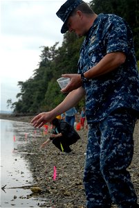 INDIAN ISLAND, Wash. (Aug. 11, 2011) Chief Warrant Officer 3 Walter Bayne spreads manila clams on the shore at Naval Magazine Indian Island. Sailors from Navy Region Northwest helped local Native Amer
