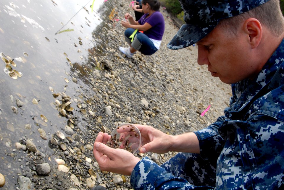INDIAN ISLAND, Wash. (Aug. 11, 2011) Master-at-Arms 1st Class Samuel Moon spreads manila clams on the shore at Naval Magazine Indian Island. Sailors from Navy Region Northwest helped local Native Amer