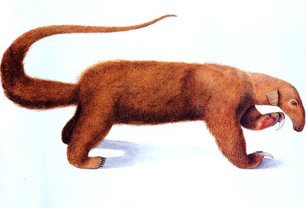 Tamandua-tetradactyla