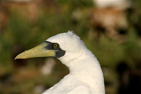 Masked Booby Sula dactylatra