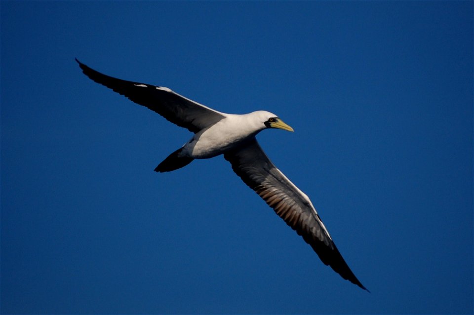 Masked booby.