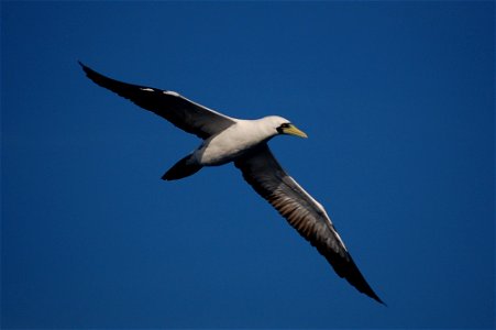 Masked booby.