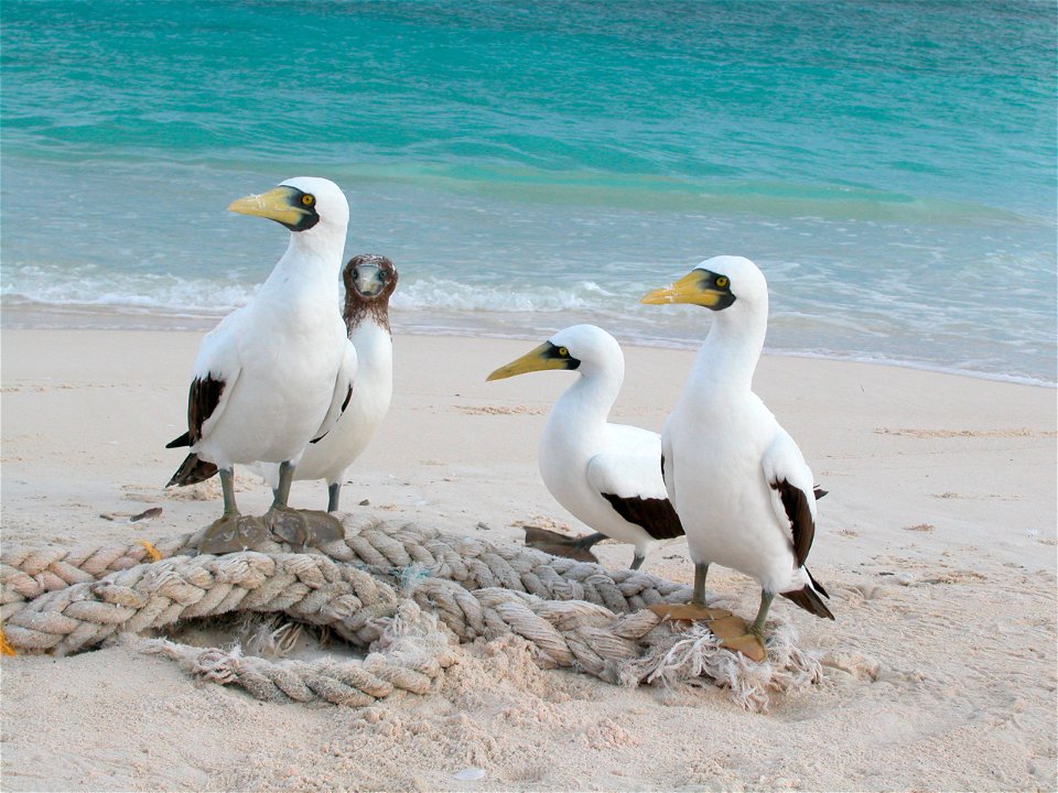 Sula dactylatra

Masked boobies.  Hawaii, Papahanaumokuakea Marine National Monument.