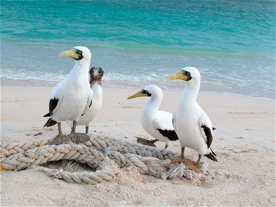 Sula dactylatra Masked boobies. Hawaii, Papahanaumokuakea Marine National Monument. photo