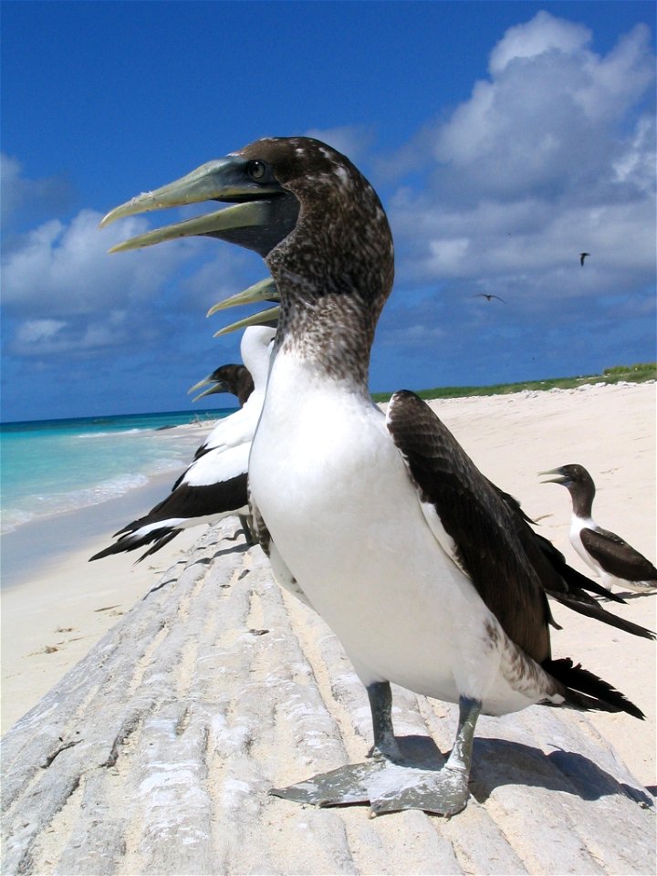 immature Masked Booby. Hawaii, Northwest islands, Lisianski Island.