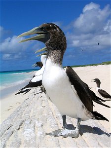 immature Masked Booby. Hawaii, Northwest islands, Lisianski Island. photo