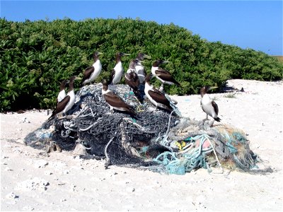 Young Masked Boobies Sula dactylatra sitting on marine debris. Green Island, Kure Atoll, Northwestern Hawaiian Islands