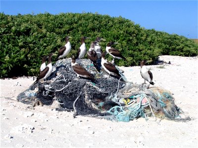 Young Masked Boobies Sula dactylatra sitting on marine debris. Green Island, Kure Atoll, Northwestern Hawaiian Islands photo