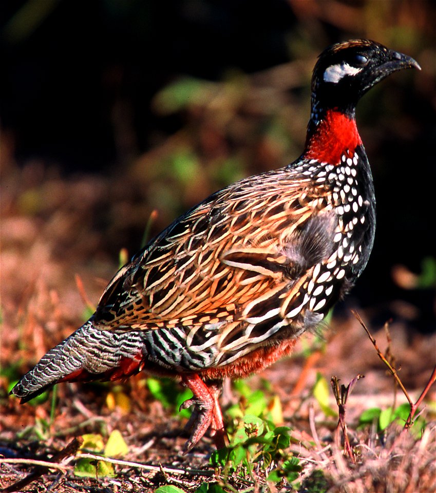 Black Francolin in Hawaii