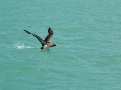 Masked Booby- Immature, NPSPhoto