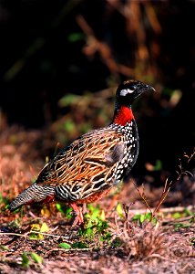 Black Francolin in Hawaii